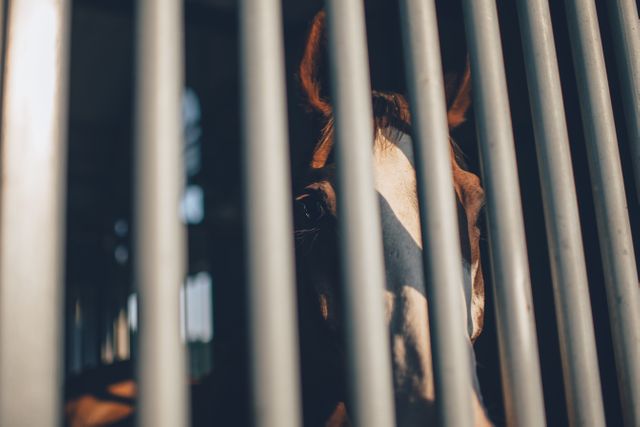 This image shows a brown horse standing near metal bars in a sunlit barn or stable. It captures the essence of farm life and highlights themes of confinement and animal care. Ideal for articles or advertisements related to farming, animal husbandry, rural lifestyle, and equine care.