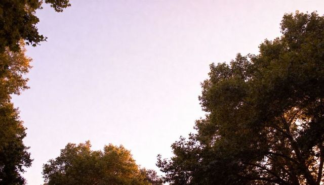 Framing treetop canopy revealing pastel pink sky at golden hour with warm backlit leaves