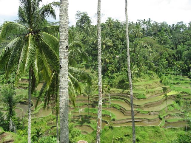 Lush green rice terraces in Bali with tall palm trees. Ideal for travel brochures, websites, and articles about Indonesian agriculture, nature, or tropical destinations. Perfect for using in content promoting eco-tourism and vacation spots.