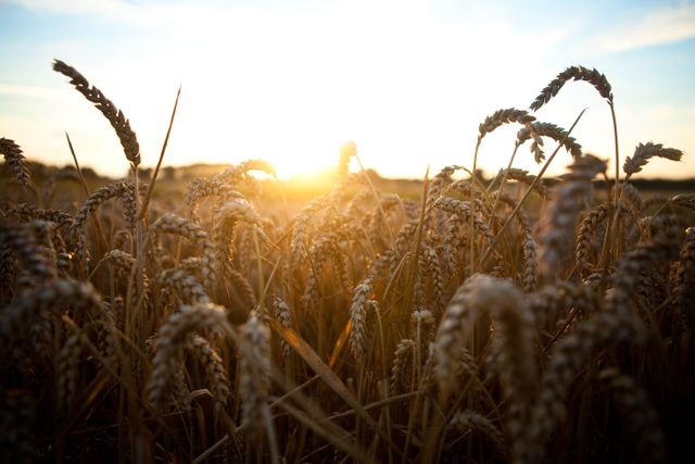 Close-up of a wheat field during sunset with golden light illuminating the ears of wheat. Ideal for agriculture and farming themes, depicting natural beauty and abundance. Useful for commercial advertisements, nature-inspired aesthetics, and backgrounds for agrarian articles and blogs.