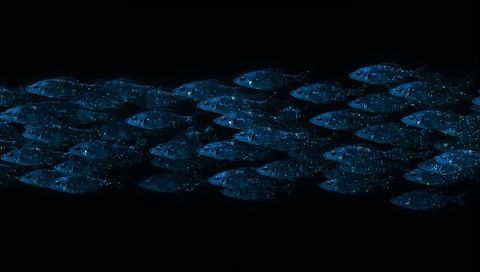 Glowing bioluminescent fish school swimming across dark open ocean night constellation