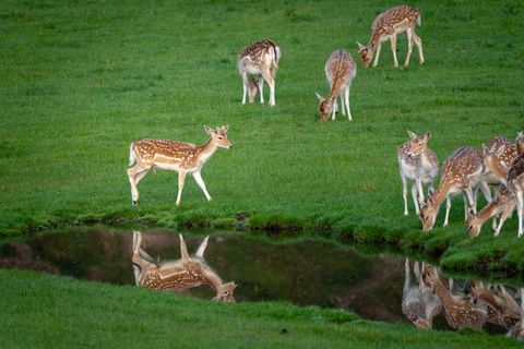 Fallow Deer Grazing Near Water in Lush Green Meadow