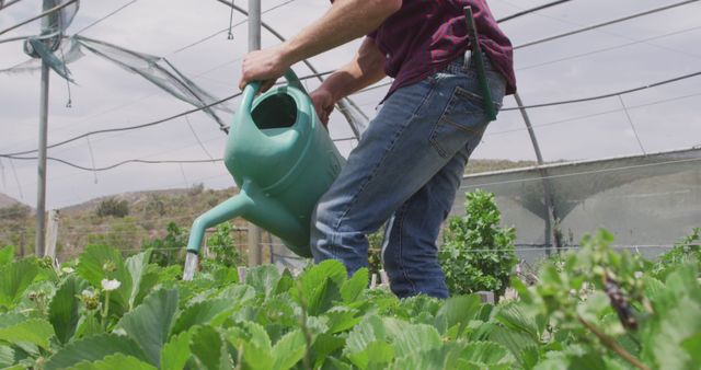 Focused caucasian man watering plants in greenhouse - Download Free Stock Photos Pikwizard.com
