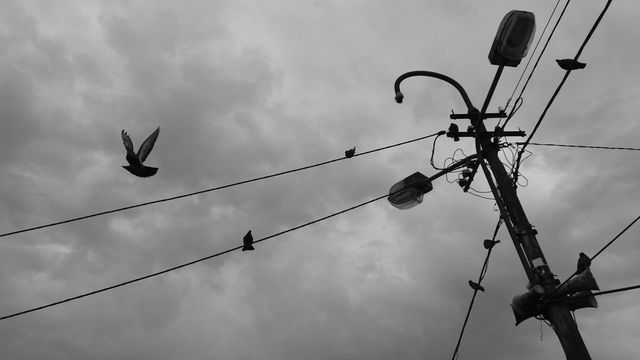 Birds perching and flying around wires on a street light with a moody, overcast sky in the background. Suitable for themes related to urban nature, melancholy moods, or transitions in urban environments. Can be used in projects highlighting contrast between nature and city life or exploring themes of solitude and natural beauty.