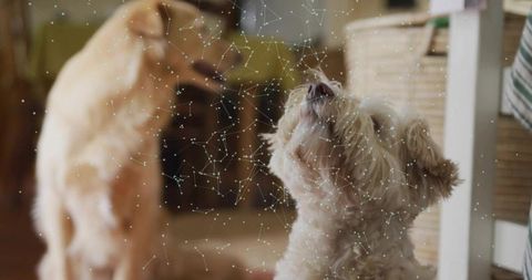 Small white dog looking up beside golden retriever in cozy home with woven basket