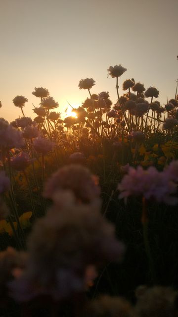 Flowers blooming in a field during sunset, capturing natural beauty and serenity. Perfect for themes related to nature, relaxation, and beauty. Ideal for use in environmental campaigns, wellness advertisements, or artistic projects.