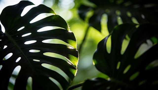 Backlighting monstera leaf revealing holes, veins and rim bokeh in sunlit tropical foliage