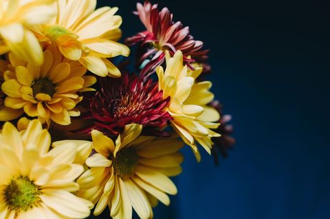 Yellow and Burgundy Mums Blooming Against Deep Blue Background for Floral Design