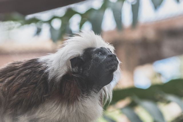 Image shows a Cotton-Top Tamarin with distinctive white fur on its head and a black face. Suitable for educational materials, articles on wildlife conservation, zoo promotion, or animal behavior research.