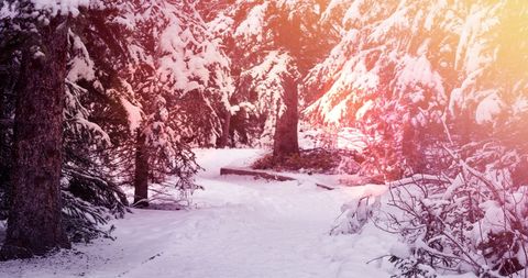 Enchanting Winter Forest Path with Snow and Warm Light - Download Free Stock Images Pikwizard.com