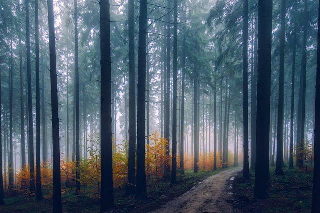 Misty Forest Path Surrounded by Tall Trees on a Foggy Day - Download Free Stock Photos Pikwizard.com