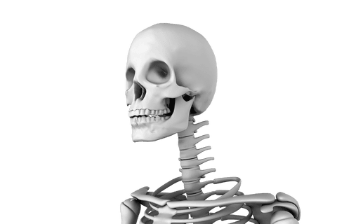 transparent human skeleton illustration on clean background - Download Free Stock Videos Pikwizard.com