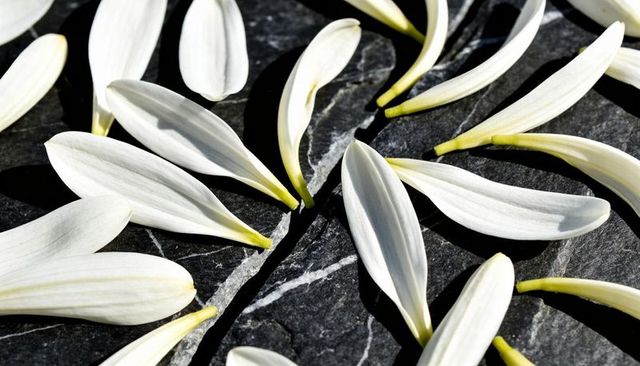 Scattering white flower petals on dark slate with yellow-green bases and graphic shadows