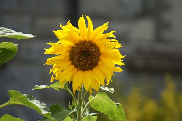 Yellow Sunflower - Download Free Stock Photos Pikwizard.com