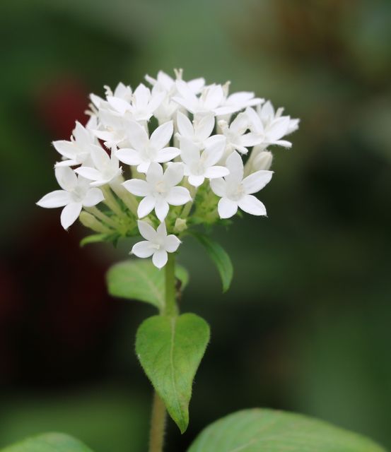 Close-Up of Fresh White Pentas Lanceolata Flowers in Bloom - Download Free Stock Photos Pikwizard.com