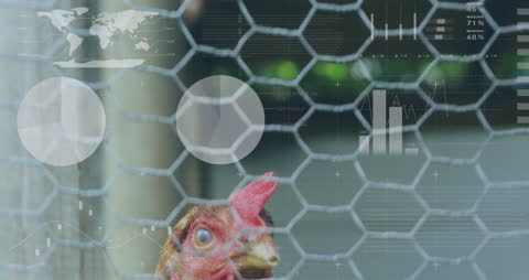 Digital Interface Overlay on Caged Chicken