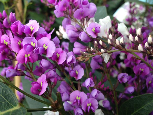 Bright and colorful Hardenbergia shrubs featuring vivid purple flowers in full bloom. Close-up view of beautiful petals offers a stunning representation of springtime flora. Ideal for use in gardening blogs, flower identification guides, ecological publications, and home and garden magazines.