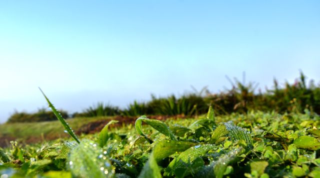 The image showcases vibrant green grass covered with gentle morning dew under a clear blue sky. Ideal for use in projects involving natural beauty, serenity, or environmental themes. Suitable for promoting outdoor activities, gardening, wellness, and relaxation. Can be used as a background for uplifting quotes or motivational messages.