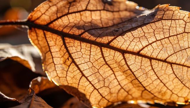 Backlit dried leaf macro revealing intricate vein pattern and warm autumn texture