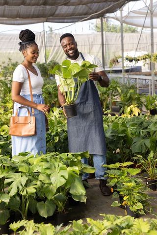 African american gardener showing potted monstera to customer in sunlit nursery shadehouse