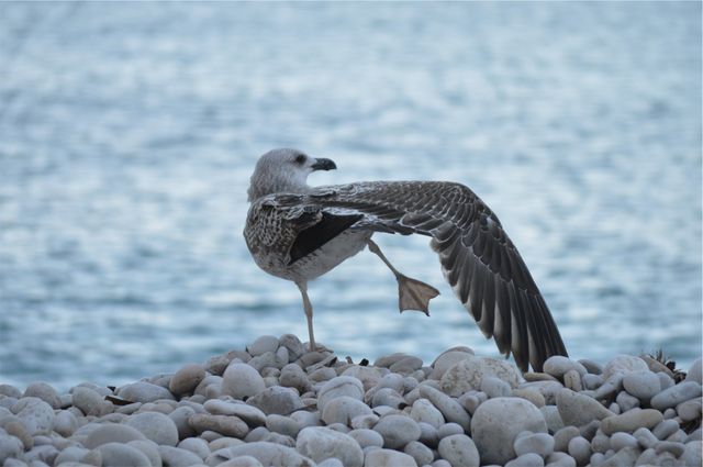 Seagull Stretching on Rocky Beach by Water - Download Free Stock Photos Pikwizard.com