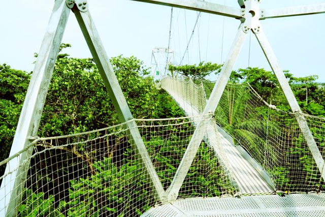 Suspension Bridge in Lush Green Forest Canopy - Download Free Stock Photos Pikwizard.com