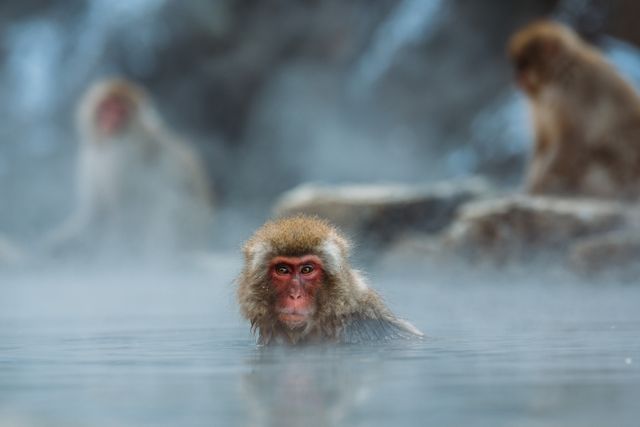 Red Faced Monkey on Body of Water Photo - Download Free Stock Photos Pikwizard.com