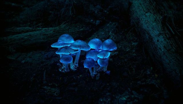Glowing mushrooms with blue bioluminescence on forest floor