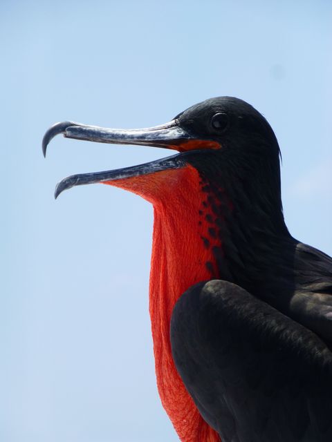 Close-up of male frigate bird showcasing its distended red throat during courtship display. Ideal for use in wildlife documentaries, ornithology research, educational materials, and conservation awareness campaigns.
