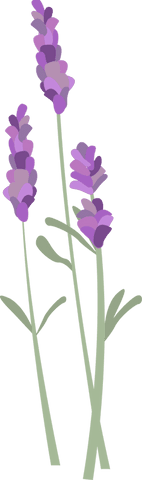 Botanical Lavender Sprigs Transparent Display