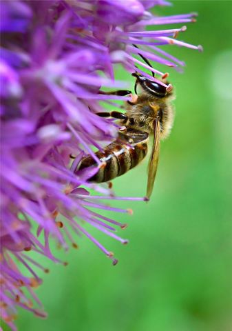 Bee Pollinating Allium Flower Close-Up in Vibrant Garden