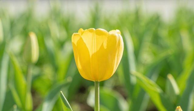 Sunlit yellow tulip bloom standing on slender stem amid blurred green garden background