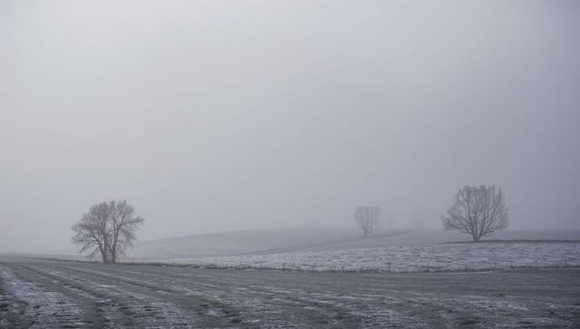 Solitary leafless tree standing on foggy frost-covered farmland with wide negative space