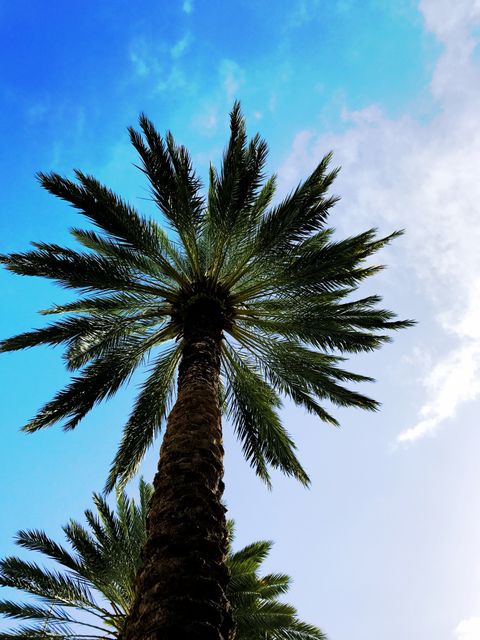 Palm tree reaching upwards towards bright blue sky dotted with white clouds. Great for landscapes showcasing nature, tropical destinations, or summer outdoor settings. Suitable for travel brochures, vacation marketing material, and serene environmental backgrounds.