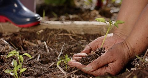 Grandmother and Grandson Planting Seedling in Sunny Garden - Download Free Stock Images Pikwizard.com