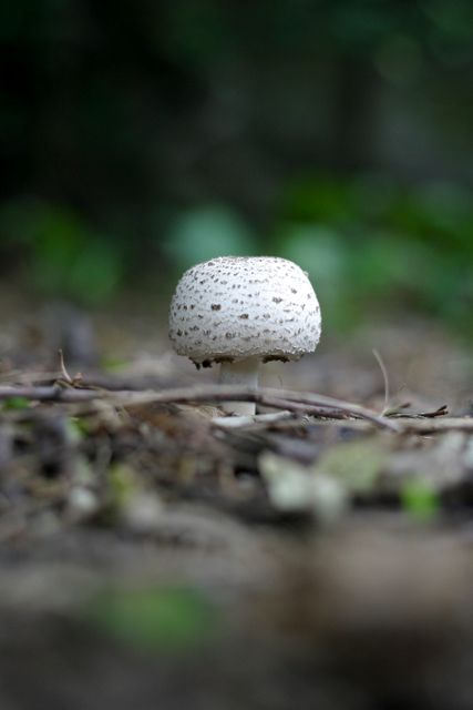 Close-up captures a white mushroom growing in forest. Useful for nature-focused designs, educational materials on botany or fungus, environmental campaigns, or photographic art projects emphasizing natural beauty and growth. Provides an intriguing detail for biology-related content or themes of wilderness.