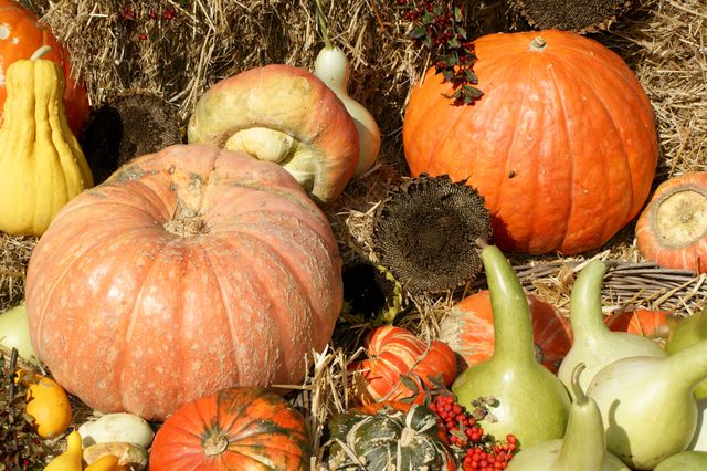 Colorful assortment of pumpkins, gourds, and vegetables on straw background, capturing an autumn harvest theme. Perfect for use in seasonal marketing, thanksgiving or halloween promotions, organic farming advertisements, and festive decoration ideas.