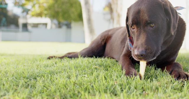 Brown Labrador Retriever chews on a stick while lying on a lush green grass field. Suitable for animal care advertisements, outdoor activity concepts, dog lover blogs, and pet product promotions.