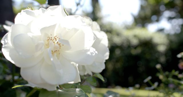 A white rose is blossoming under sunlight in a garden. It is ideal for themes about nature, gardens, flowers, and outdoor beauty. It can be used in websites, brochures, and articles focusing on gardening, floral beauty, and natural aesthetics.