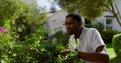 Dedicated gardener trimming hedge in sunny backyard
