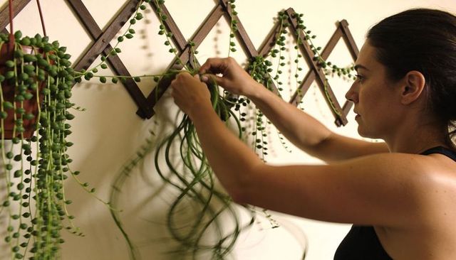 Woman arranging trailing plants on wooden trellis in minimalist home with hanging planters