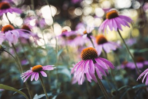 Purple Coneflowers Blooming under Warm Golden Bokeh Light for Floral Decor