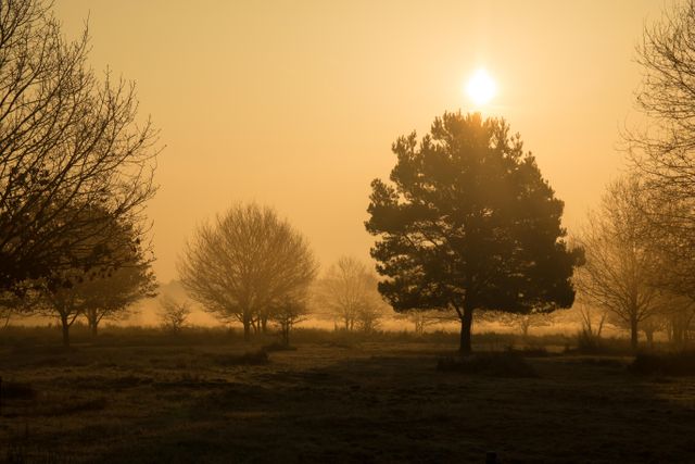 Sunrise Through Trees in Foggy Field with Golden Light - Download Free Stock Photos Pikwizard.com
