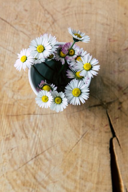 Top view of delicate daisies arranged in a white cup placed on a rustic wooden surface. The natural wood grains and minimalistic flower arrangement create a charming, nature-inspired aesthetic. Ideal for use in themes related to spring, nature, simplicity, decoration, and rustic decor accent. Can be used for backgrounds, social media posts, website banners, or botanical-themed designs.