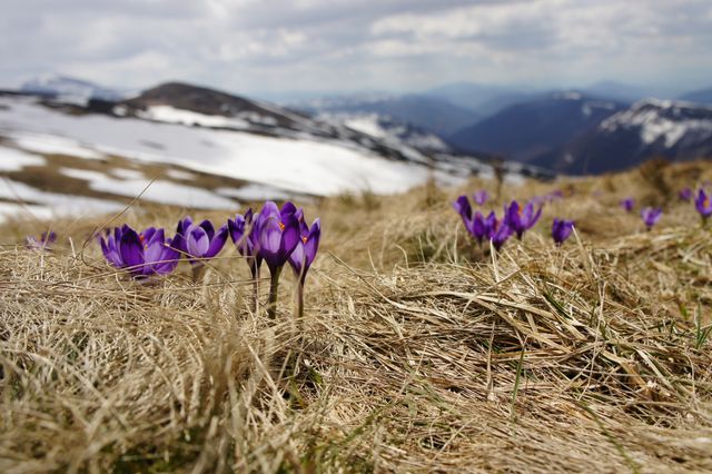 This image captures a picturesque mountain landscape with blooming purple crocus flowers in the foreground. Snow-capped peaks and expansive valleys create a dramatic background, contrasting the vibrant flowers. Ideal for use in travel brochures, nature magazines, environmental blogs, and spring-themed projects showcasing the beauty of mountain flora and serene wilderness.
