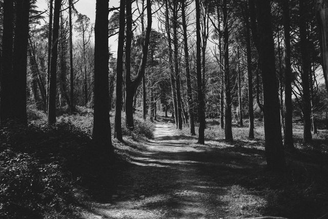Black and white photo of a forest pathway surrounded by tall trees, evoking a tranquil and serene atmosphere. Ideal for use in nature magazines, outdoor adventure blogs, vintage-themed design projects, or inspiration websites focusing on tranquility and solitude in nature.