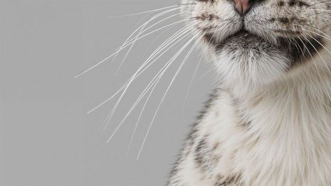 Cat Close-Up with Whiskers and Furry Neck in Studio Grey Background