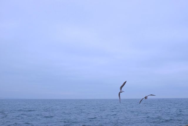 Two seagulls fly over a calm ocean against a cloudy sky, creating a peaceful and scenic atmosphere. Great for websites, blogs, and articles about nature, wildlife, freedom, and travel. Ideal for promoting seaside destinations or coastal-themed projects.