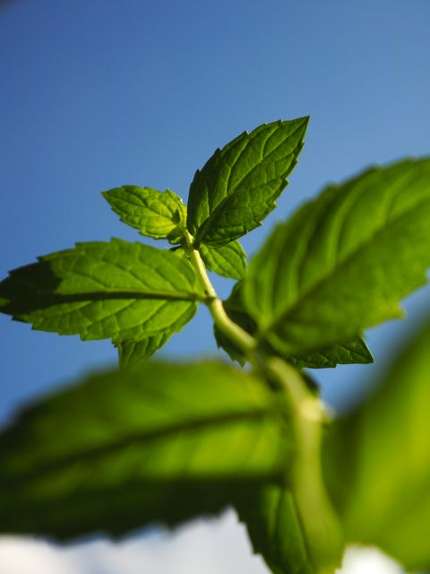 Close-Up of Mint Leaves Against Blue Sky Background - Download Free Stock Photos Pikwizard.com