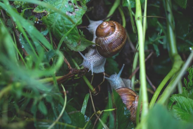 Snails Crawling Among Leafy Vegetation - Download Free Stock Photos Pikwizard.com
